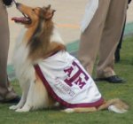 250px-Reveille-TAMU-Mascot.jpg