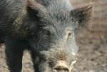 Pig.jpg Pig.jpg