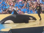 300px-Killer_Whales.jpg 300px-Killer_Whales.jpg
