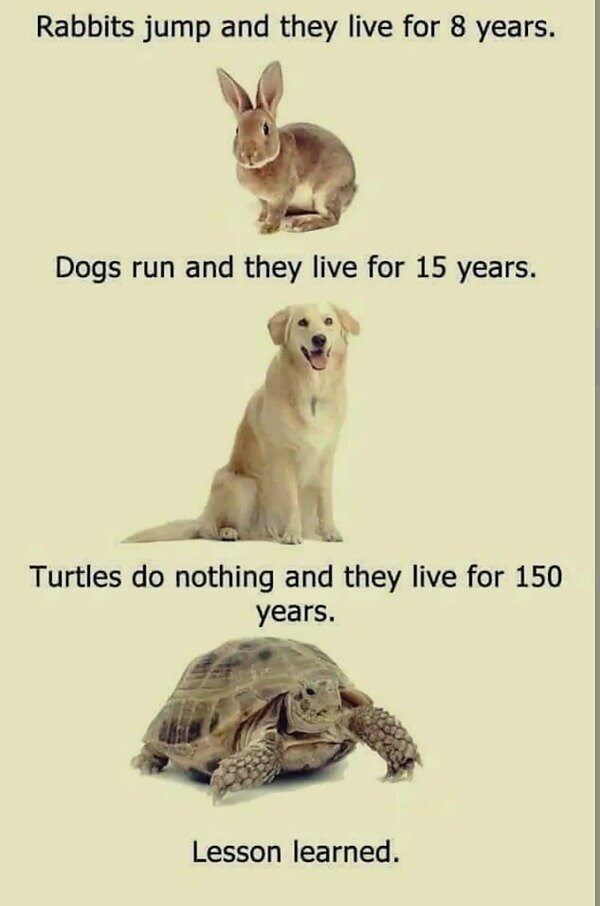 Turtle Lesson.jpg