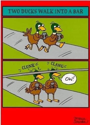 ducks.jpg