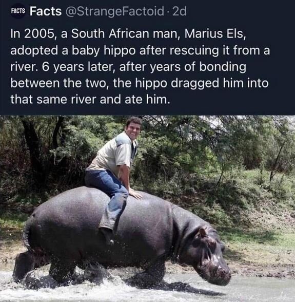 Hippo Liberals.JPG