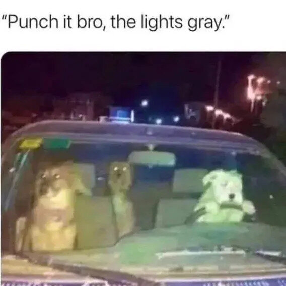 Doggos.jpg