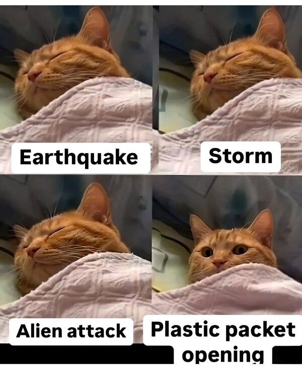1000051271.jpg