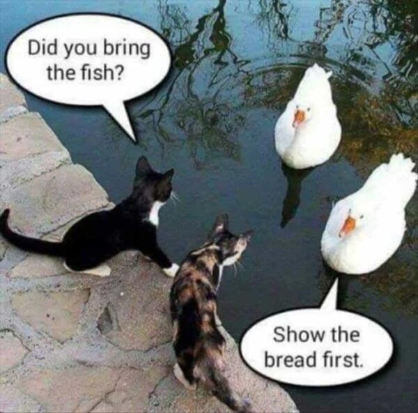 did-you-bring-the-fish-show-the-bread-first-cats-and-ducks-bargaining.jpg