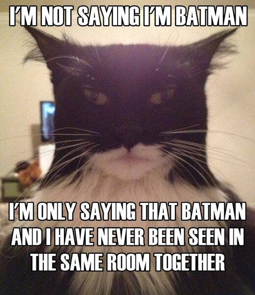 1batcatmeme2.jpg