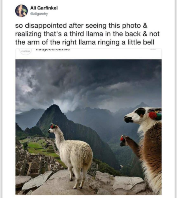 Llama images.png