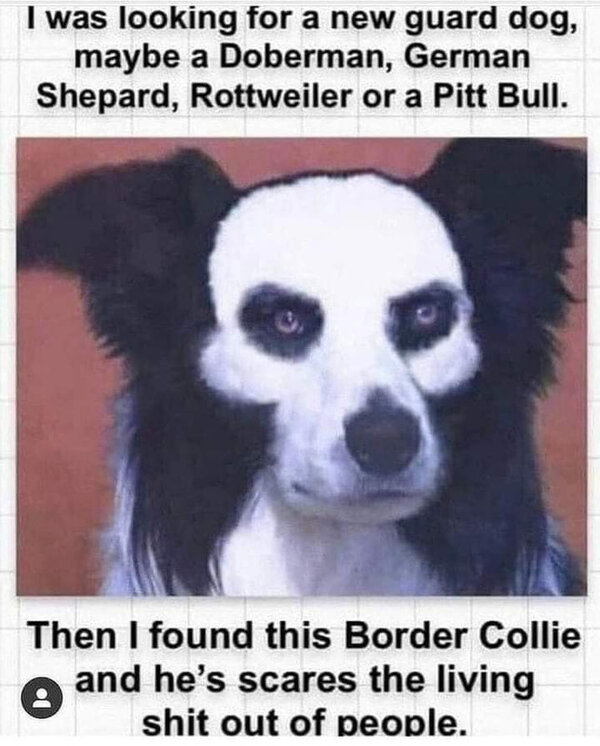 Border Collie Guard Dog.jpg