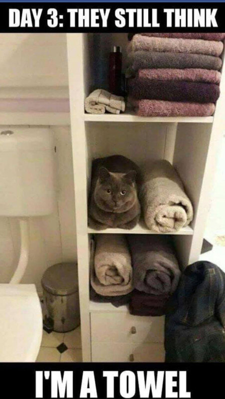 Cat Towel.jpg