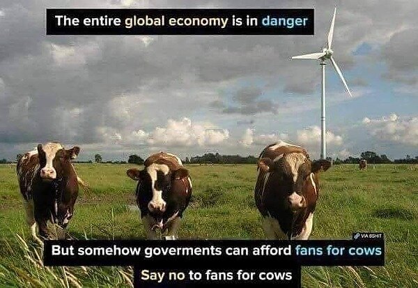 Cows and Fans.jpg