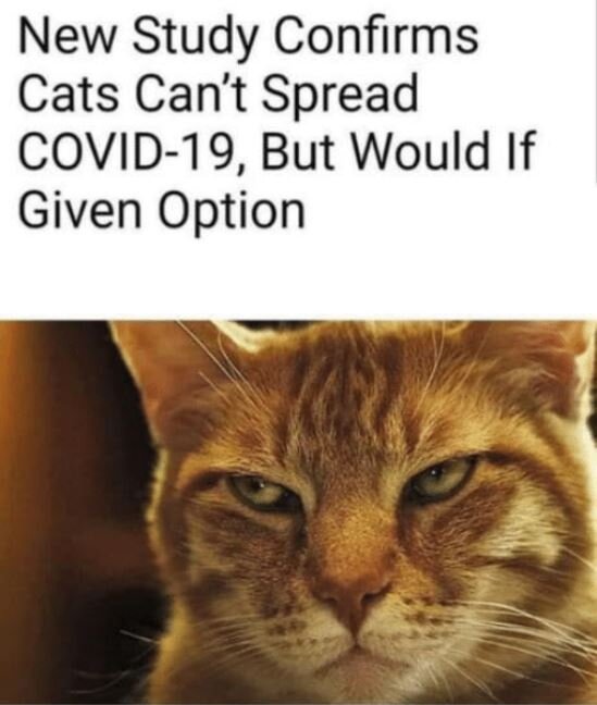 Covid Cats.JPG