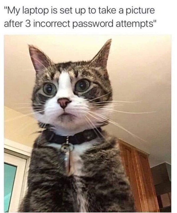 Cat Password.jpg