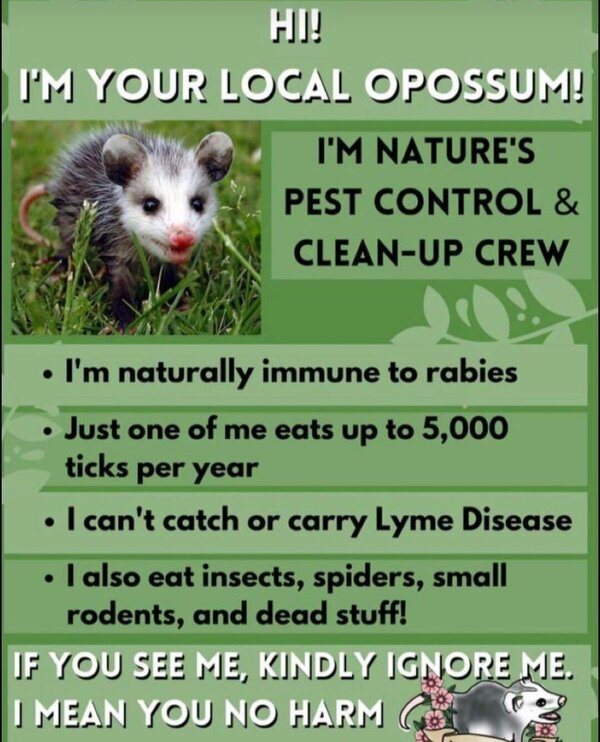 Opossum Tick Eater.jpeg