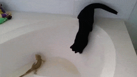 Cat Bath Tub.gif