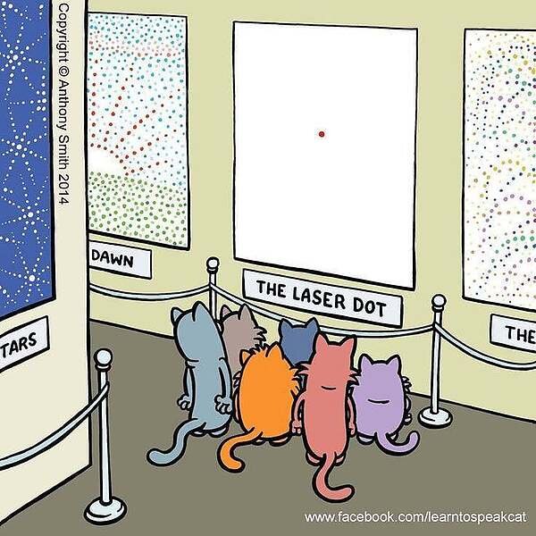 Cats Laser Dot.jpg