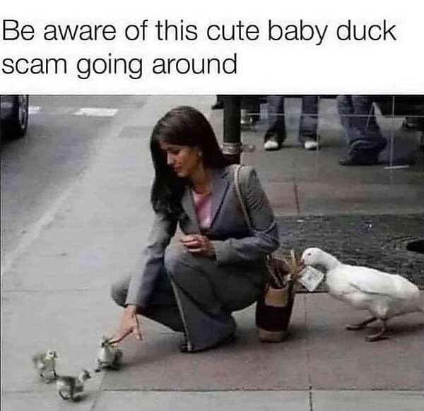 Baby Duck Scam.jpg