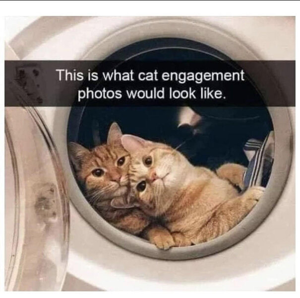 Cat Dryer Engagement.jpg