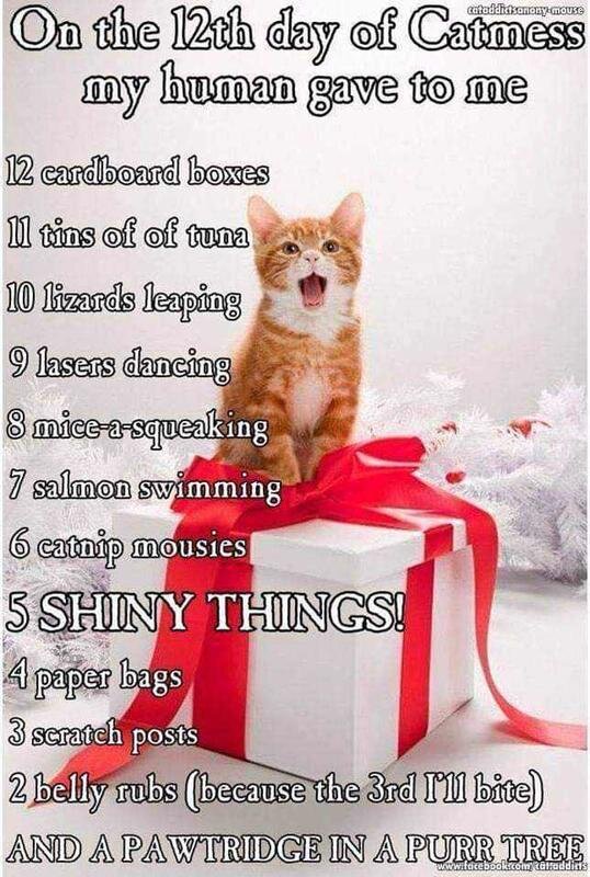 Cat Christmas.jpg