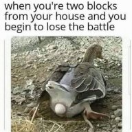 dude